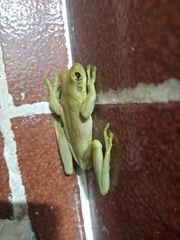 Trachycephalus mesophaeus