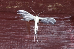 Pterophorus