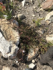Pelargonium longicaule