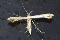 Ochyrotica yanoi