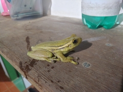 Trachycephalus mesophaeus