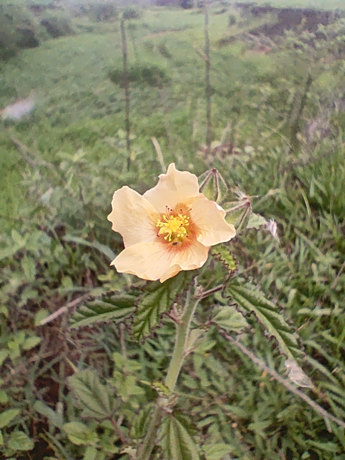 Sida cerradoensis