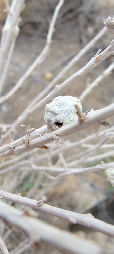 Unknown species found near High Desert, Albuquerque, NM, USA