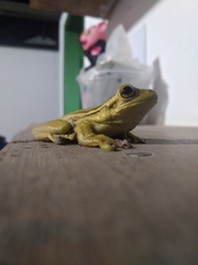 Trachycephalus mesophaeus