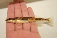 Crystal Darter photo 1