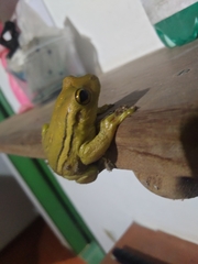 Trachycephalus mesophaeus