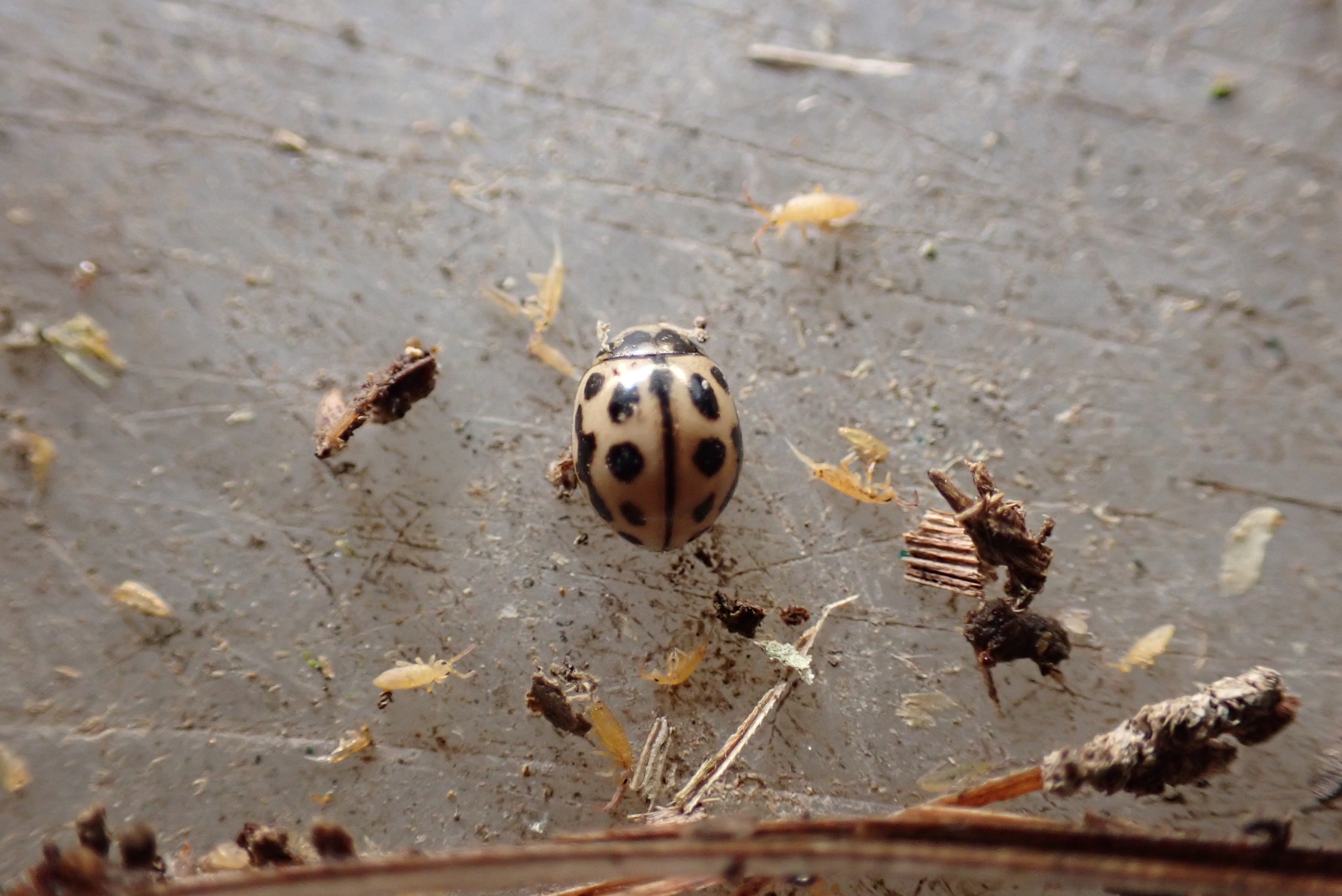 Tytthaspis sedecimpunctata