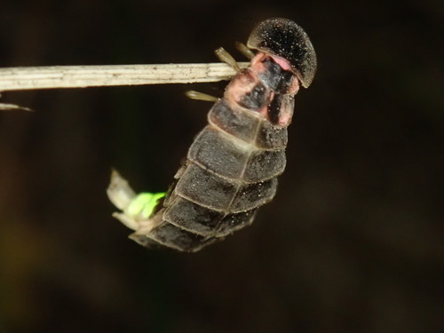 Common glow-worm