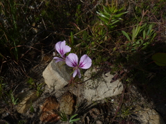 Pelargonium longicaule