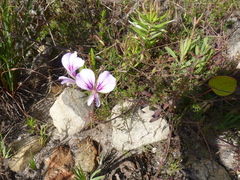 Pelargonium longicaule