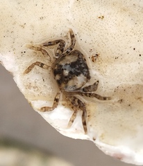 Cyrtograpsus altimanus
