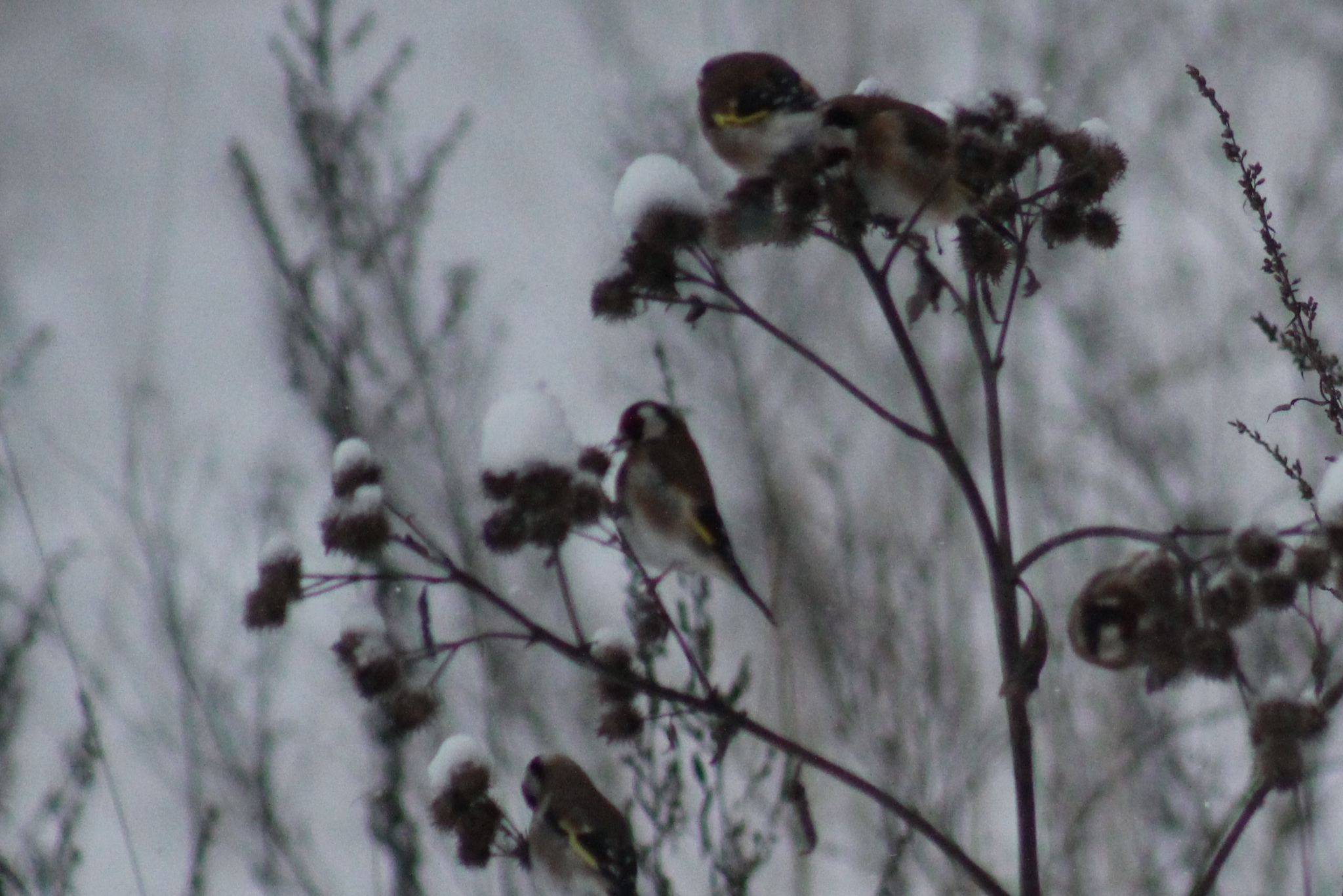 European Goldfinch (Carduelis carduelis), photo 2