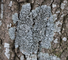 Pleurosticta acetabulum