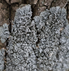 Pleurosticta acetabulum