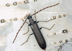 Calopus serraticornis