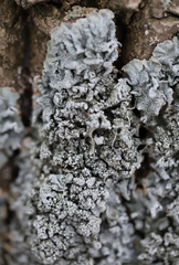 Pleurosticta acetabulum