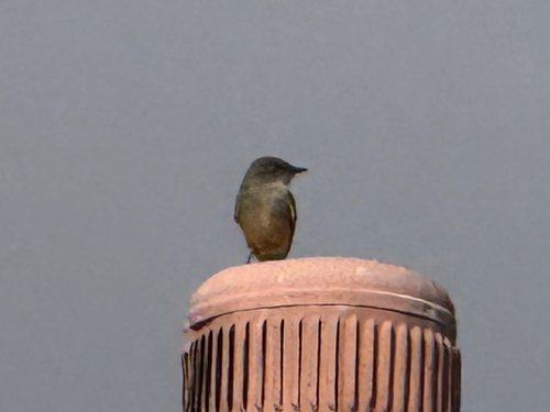 Say's Phoebe (Sayornis saya), photo 4