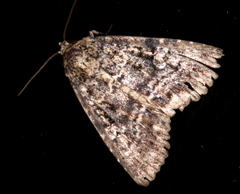 Condica aroana