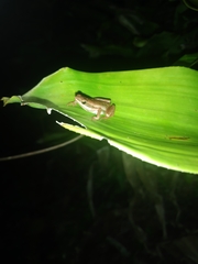 Dendrophryniscus leucomystax