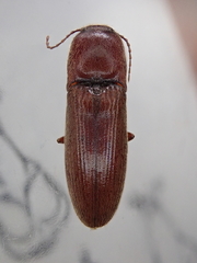 Melanotus fusciceps
