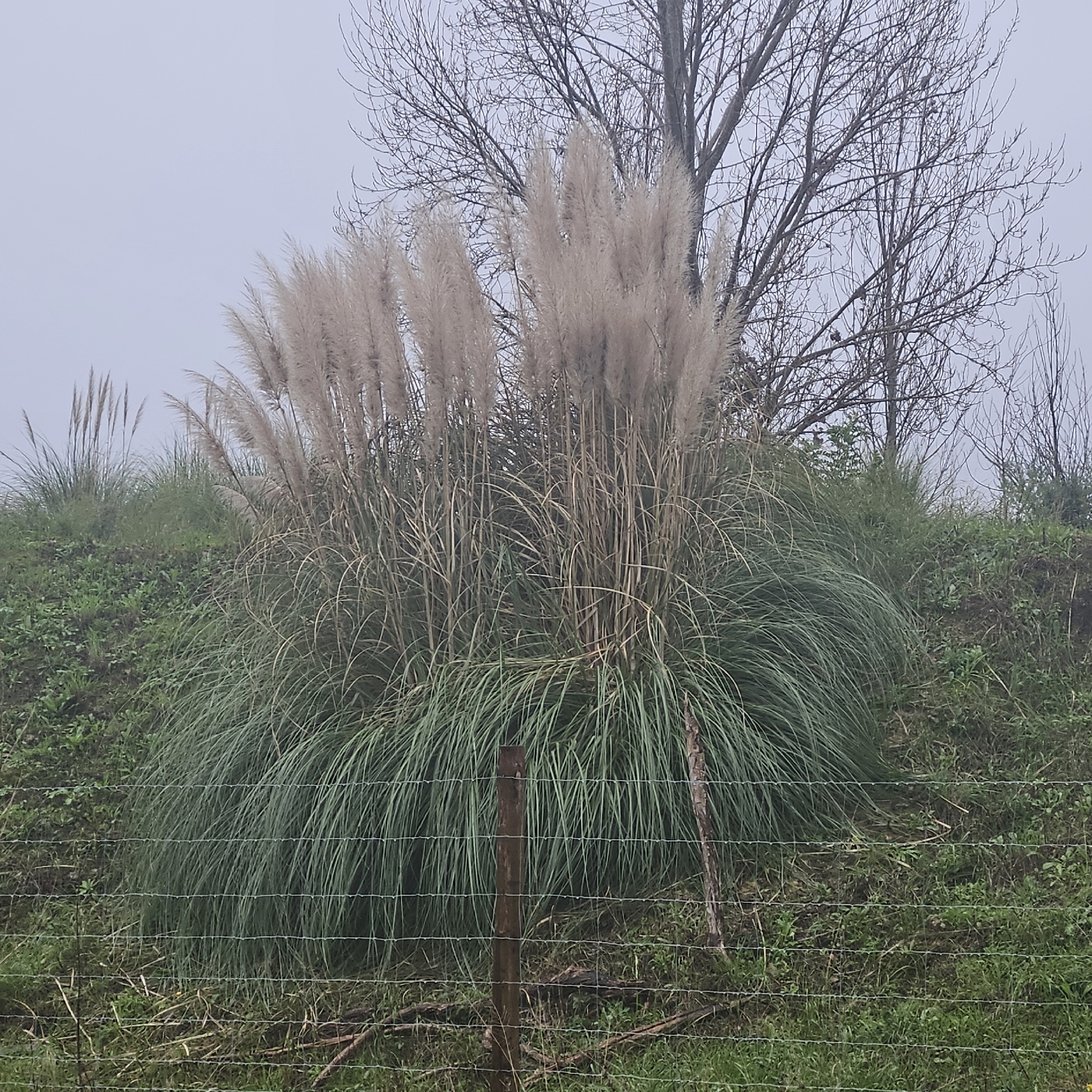 Pampas grass