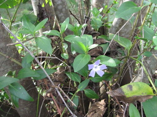 Vinca difformis (Vinca difformis)