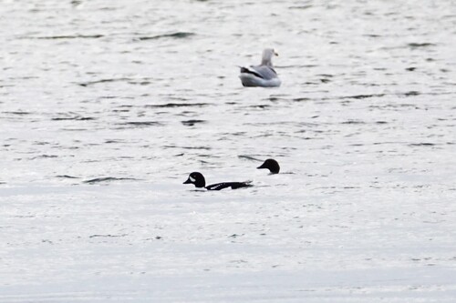 Barrow's Goldeneye (Bucephala islandica), photo 8