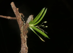 Trizeuxis falcata