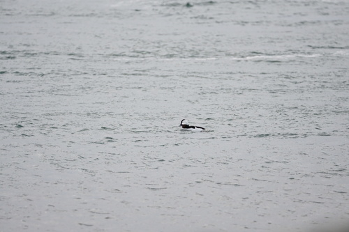 Bufflehead (Bucephala albeola), photo 6