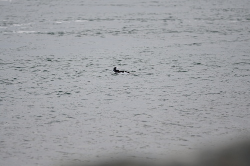 Bufflehead (Bucephala albeola), photo 5