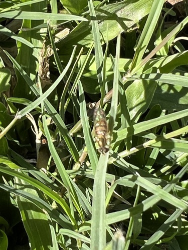 Unknown species found near Rice Military, Houston, TX, USA