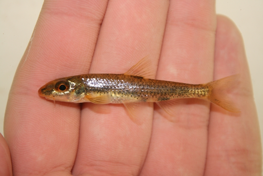 Mobile Chub