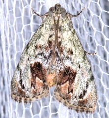 Enchesphora recurvalis