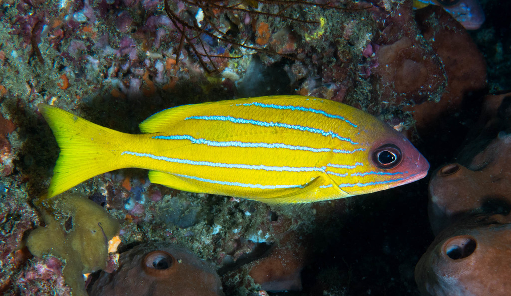 Five-Lined Snapper