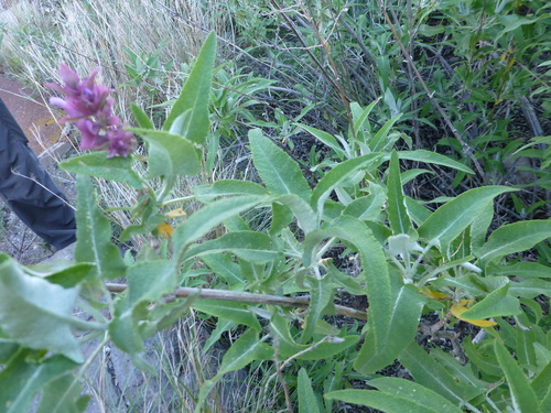 Salvia canariensis, photograph 6