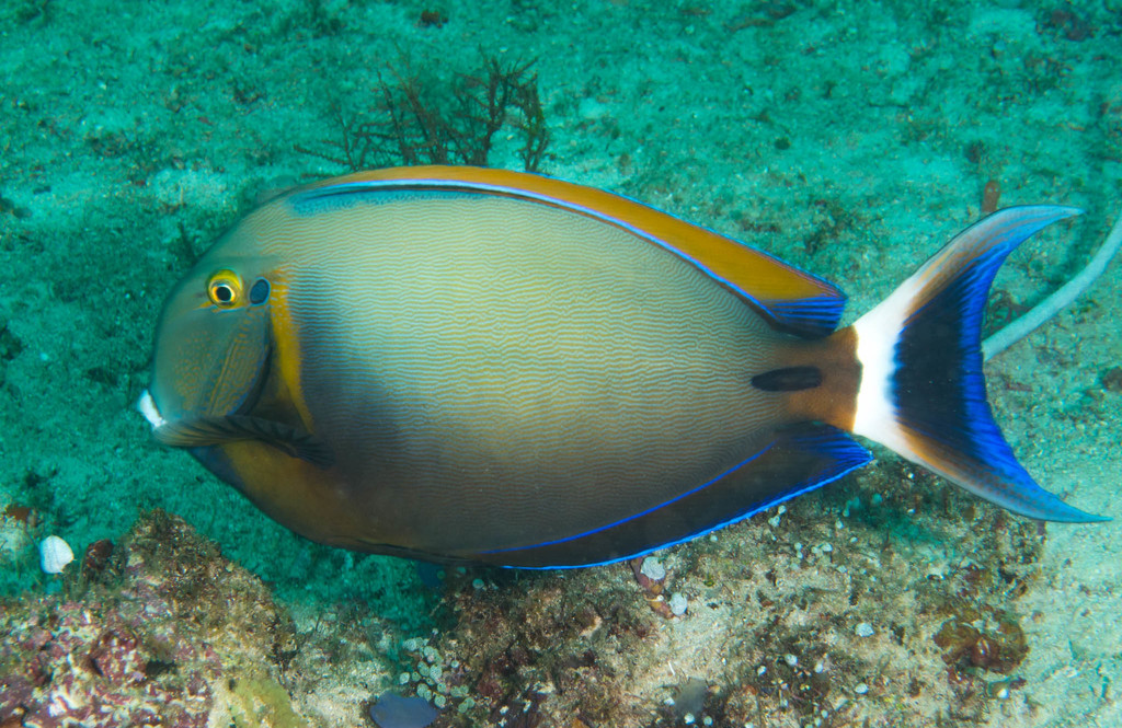 Black-Spot Surgeonfish