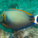 Eyespot Surgeonfish - Photo (c) Bernat Garrigós, some rights reserved (CC BY-NC), uploaded by Bernat Garrigós