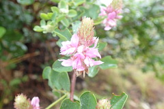 Indigofera superba
