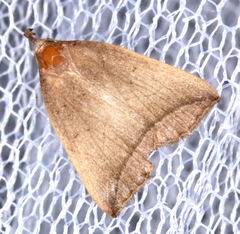 Simplicia armatalis