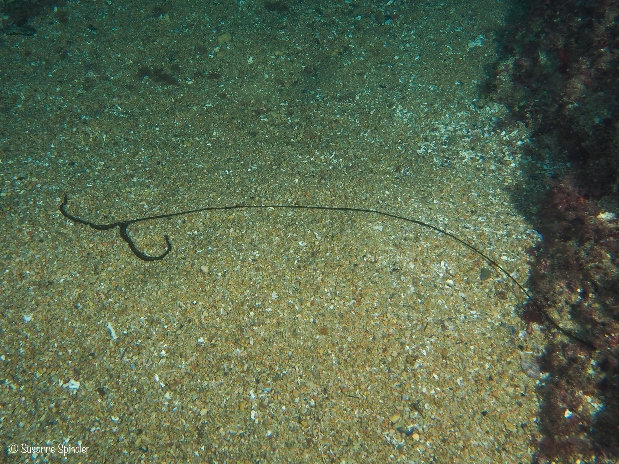 Bonellia viridis Rolando, 1822
