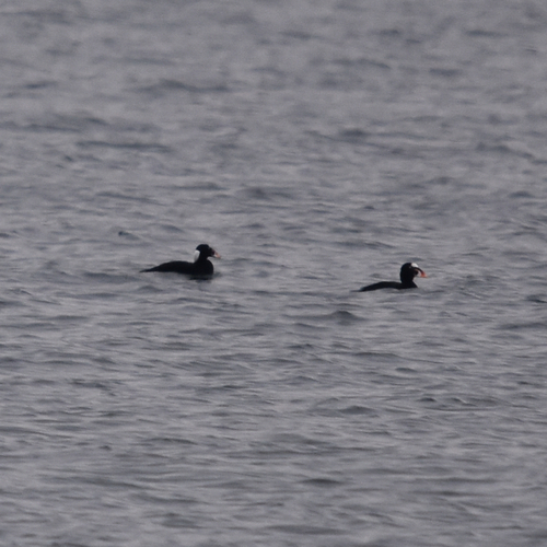 Surf Scoter (Melanitta perspicillata), photo 5
