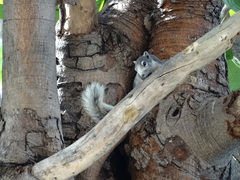 Callosciurus finlaysonii