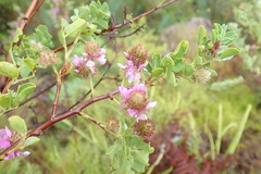 Indigofera superba