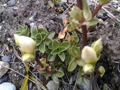 Gentianella impressinervia