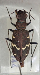Cicindela sylvatica