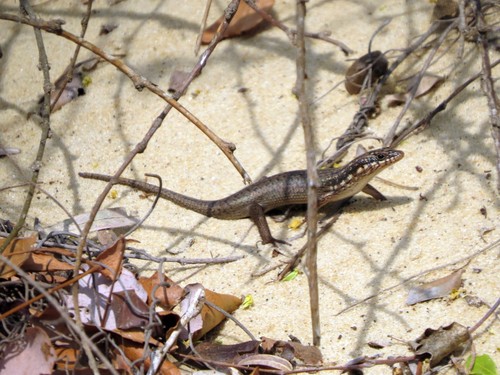 Gold-spotted Mabuya, Trachylepis aureopunctata