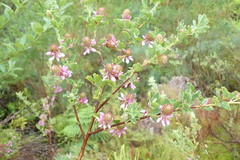 Indigofera superba
