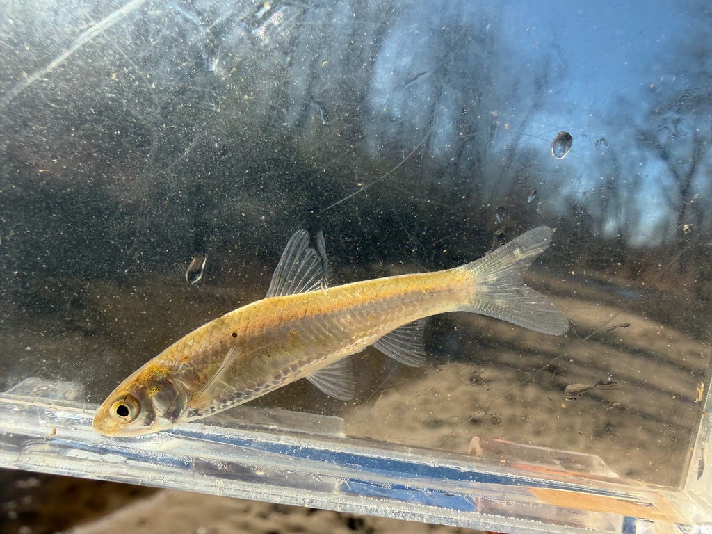 River shiner (Notropis blennius) — Cyprinidae