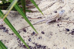 Chalarodon madagascariensis