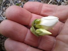 Gentianella impressinervia